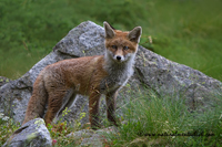 www.naturalmenteclick.com, foto, natura, oasi, animali, uccelli, fotografia, obbiettivi, scatto