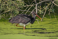 www.naturalmenteclick.com, foto, natura, oasi, animali, uccelli, fotografia, obbiettivi, scatto