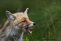 www.naturalmenteclick.com, foto, natura, oasi, animali, uccelli, fotografia, obbiettivi, scatto