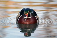 www.naturalmenteclick.com, foto, natura, oasi, animali, uccelli, fotografia, obbiettivi, scatto