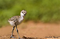 www.naturalmenteclick.com, foto, natura, oasi, animali, uccelli, fotografia, obbiettivi, scatto