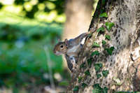 www.naturalmenteclick.com, foto, natura, oasi, animali, uccelli, fotografia, obbiettivi, scatto