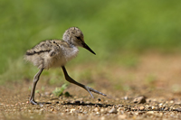 www.naturalmenteclick.com, foto, natura, oasi, animali, uccelli, fotografia, obbiettivi, scatto