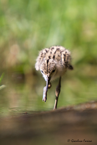 www.naturalmenteclick.com, foto, natura, oasi, animali, uccelli, fotografia, obbiettivi, scatto