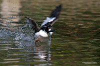 www.naturalmenteclick.com, foto, natura, oasi, animali, uccelli, fotografia, obbiettivi, scatto