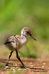 www.naturalmenteclick.com, foto, natura, oasi, animali, uccelli, fotografia, obbiettivi, scatto