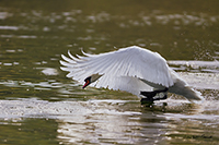 www.naturalmenteclick.com, foto, natura, oasi, animali, uccelli, fotografia, obbiettivi, scatto