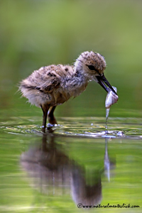 www.naturalmenteclick.com, foto, natura, oasi, animali, uccelli, fotografia, obbiettivi, scatto