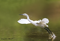 www.naturalmenteclick.com, foto, natura, oasi, animali, uccelli, fotografia, obbiettivi, scatto