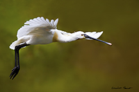 www.naturalmenteclick.com, foto, natura, oasi, animali, uccelli, fotografia, obbiettivi, scatto