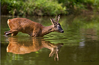 www.naturalmenteclick.com, foto, natura, oasi, animali, uccelli, fotografia, obbiettivi, scatto