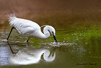 www.naturalmenteclick.com, foto, natura, oasi, animali, uccelli, fotografia, obbiettivi, scatto