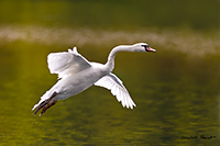 www.naturalmenteclick.com, foto, natura, oasi, animali, uccelli, fotografia, obbiettivi, scatto