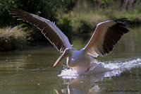 www.naturalmenteclick.com, foto, natura, oasi, animali, uccelli, fotografia, obbiettivi, scatto