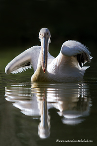 www.naturalmenteclick.com, foto, natura, oasi, animali, uccelli, fotografia, obbiettivi, scatto