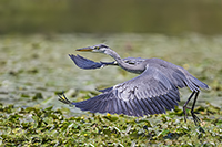 www.naturalmenteclick.com, foto, natura, oasi, animali, uccelli, fotografia, obbiettivi, scatto