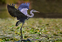 www.naturalmenteclick.com, foto, natura, oasi, animali, uccelli, fotografia, obbiettivi, scatto