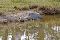 www.naturalmenteclick.com, foto, natura, oasi, animali, uccelli, fotografia, obbiettivi, scatto