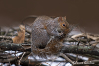 www.naturalmenteclick.com, foto, natura, oasi, animali, uccelli, fotografia, obbiettivi, scatto