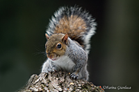 www.naturalmenteclick.com, foto, natura, oasi, animali, uccelli, fotografia, obbiettivi, scatto