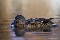 www.naturalmenteclick.com, foto, natura, oasi, animali, uccelli, fotografia, obbiettivi, scatto