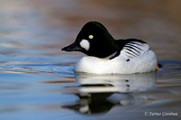 www.naturalmenteclick.com, foto, natura, oasi, animali, uccelli, fotografia, obbiettivi, scatto