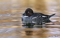 www.naturalmenteclick.com, foto, natura, oasi, animali, uccelli, fotografia, obbiettivi, scatto