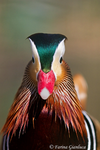 www.naturalmenteclick.com, foto, natura, oasi, animali, uccelli, fotografia, obbiettivi, scatto