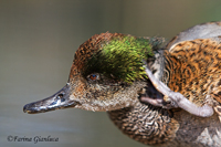 www.naturalmenteclick.com, foto, natura, oasi, animali, uccelli, fotografia, obbiettivi, scatto