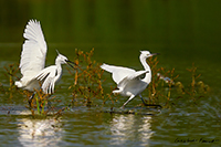 www.naturalmenteclick.com, foto, natura, oasi, animali, uccelli, fotografia, obbiettivi, scatto