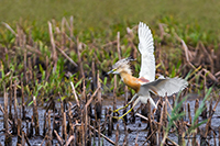 www.naturalmenteclick.com, foto, natura, oasi, animali, uccelli, fotografia, obbiettivi, scatto