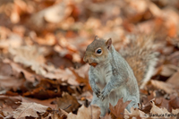 www.naturalmenteclick.com, foto, natura, oasi, animali, uccelli, fotografia, obbiettivi, scatto