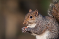 www.naturalmenteclick.com, foto, natura, oasi, animali, uccelli, fotografia, obbiettivi, scatto