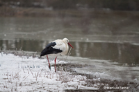 www.naturalmenteclick.com, foto, natura, oasi, animali, uccelli, fotografia, obbiettivi, scatto