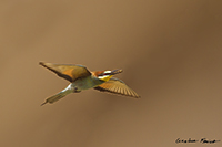 www.naturalmenteclick.com, foto, natura, oasi, animali, uccelli, fotografia, obbiettivi, scatto