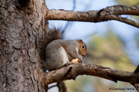 www.naturalmenteclick.com, foto, natura, oasi, animali, uccelli, fotografia, obbiettivi, scatto