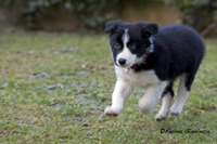 www.naturalmenteclick.com, foto, natura, oasi, animali, uccelli, fotografia, obbiettivi, scatto