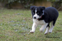 www.naturalmenteclick.com, foto, natura, oasi, animali, uccelli, fotografia, obbiettivi, scatto